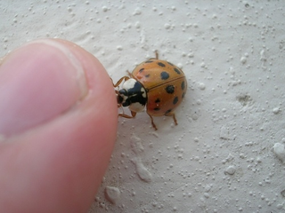 Illustration for article titled Shooting Challenge: Bugs Gallery (Part 3)